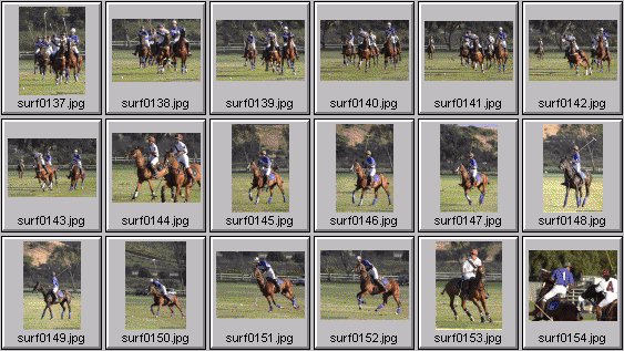 horse polo photos
